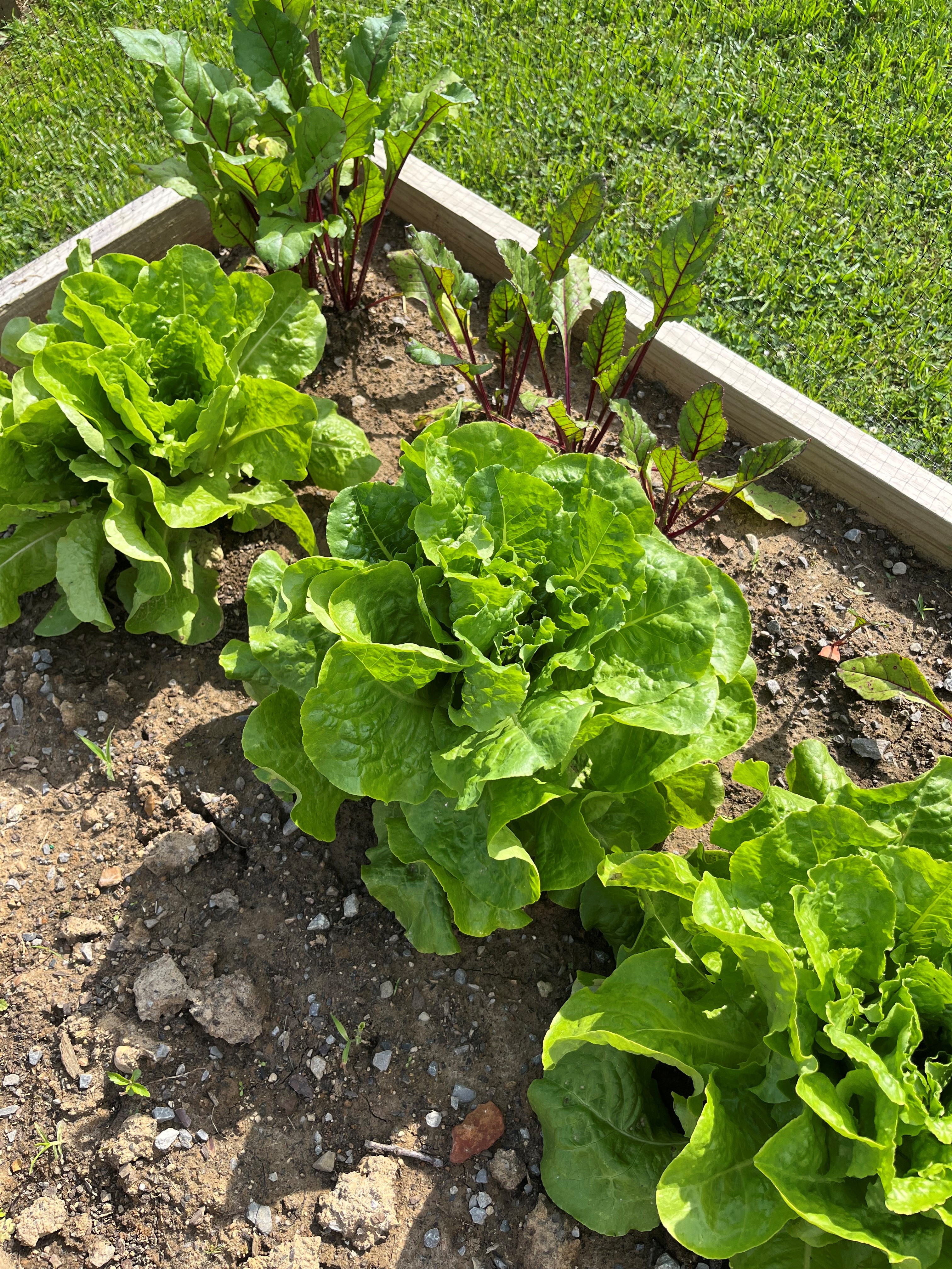Lettuce Show