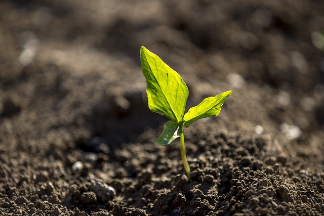 Small green plant in soil