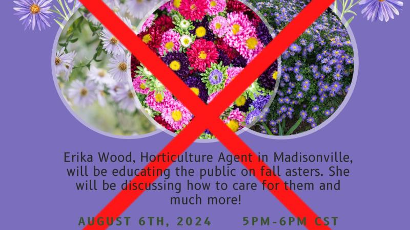 Fall Asters Class Canceled August 6th