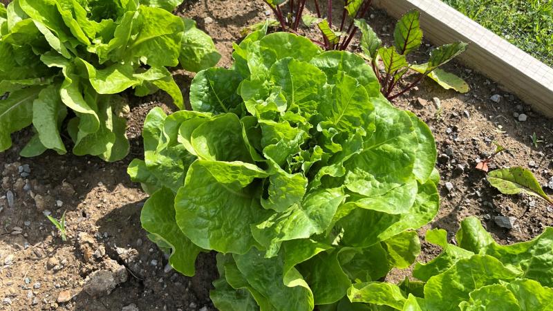 Lettuce Show