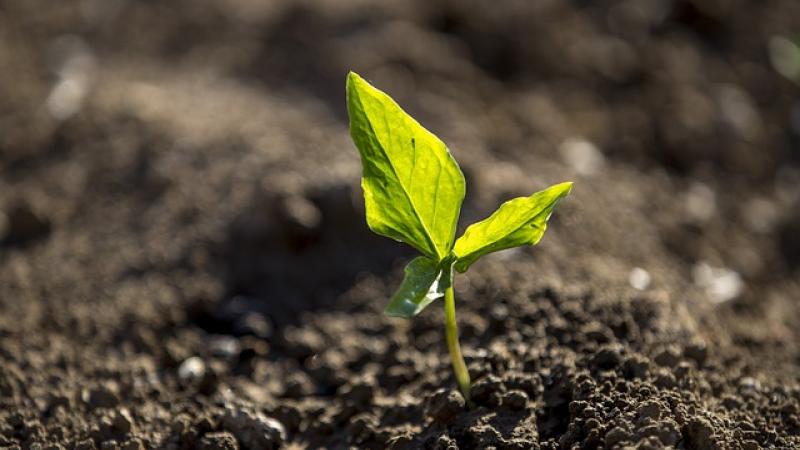 Small green plant in soil