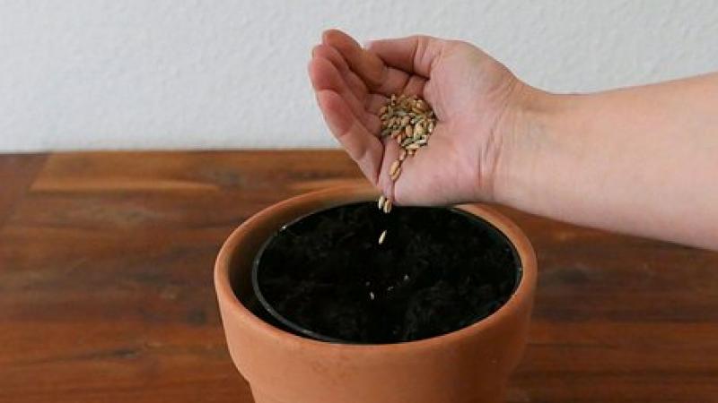 Sowing seeds in small flower pot