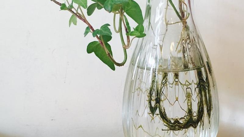 Plant in water rooting