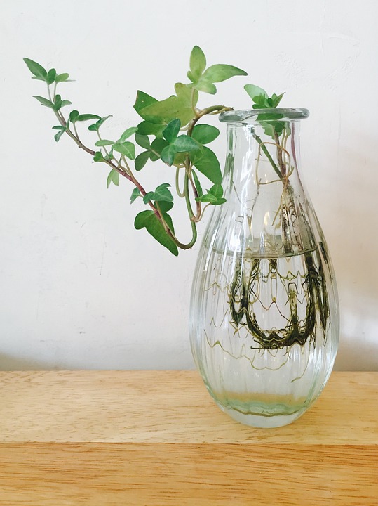 Plant in water rooting